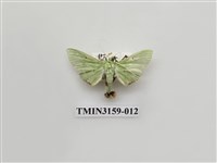 藏品(螟蛾317)的圖片